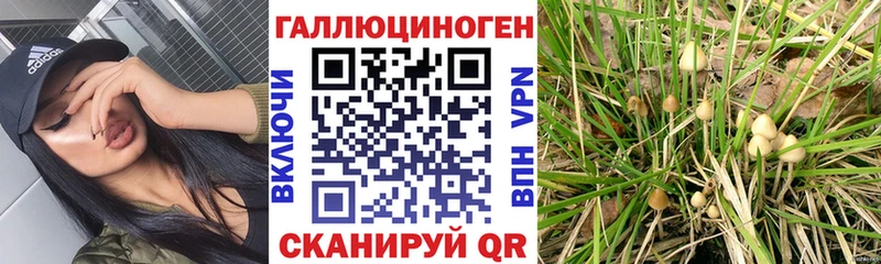 Галлюциногенные грибы Psilocybe  Купить закладки  Малмыж 